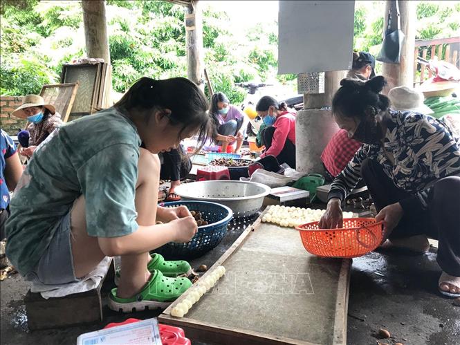 Trăn trở mùa nhãn chín - Bài cuối: Giấc mơ mùa quả ngọt