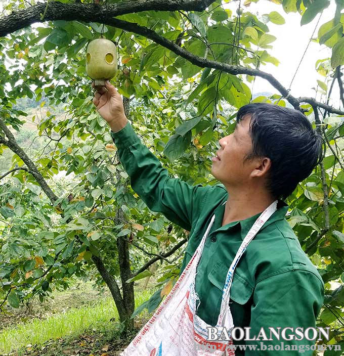 “Cầu nối” tiêu thụ hồng cho người dân