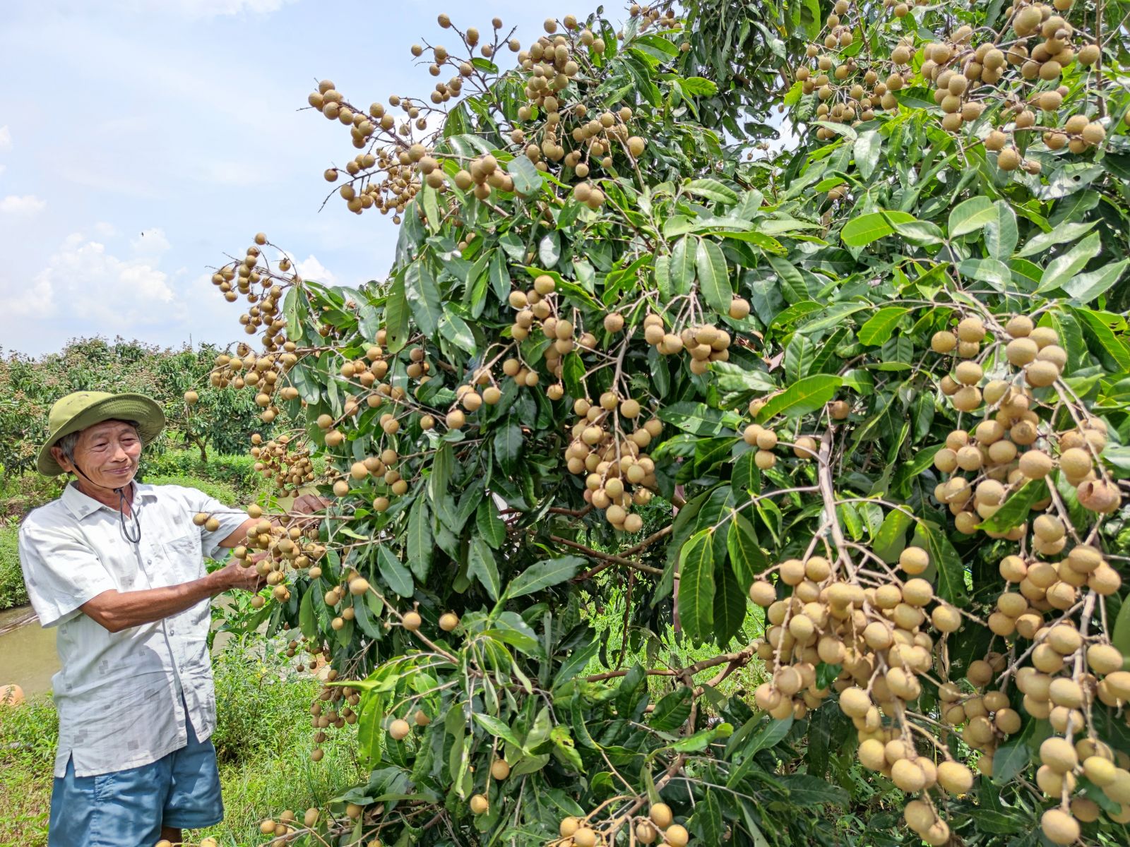 Cần Thơ: Nỗ lực kết nối cung - cầu, hỗ trợ nông dân tiêu thụ trái nhãn