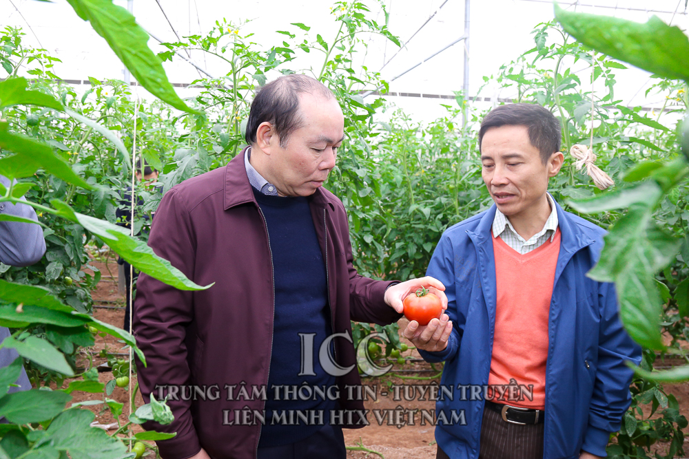 Chủ tịch Nguyễn Ngọc Bảo cùng đoàn công tác làm việc về việc triển khai dự án hỗ trợ KTTT, HTX tại huyện Ứng Hòa, Hà Nội