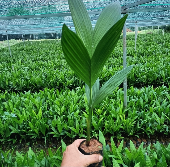 Mô hình hợp tác xã nông nghiệp hữu cơ công nghệ cao