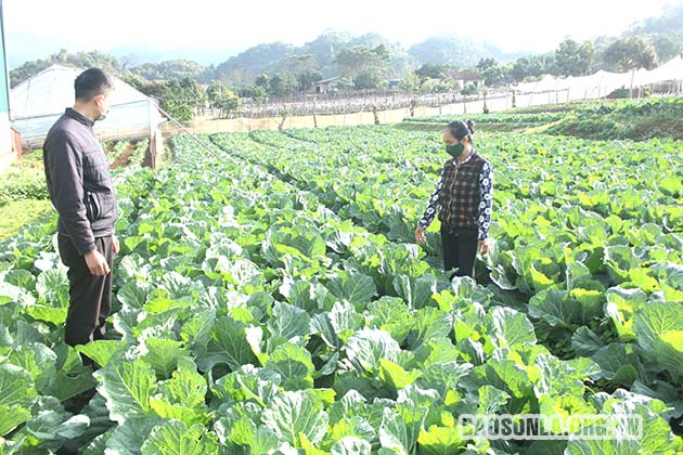 Kỳ 1: Sơn La đẩy mạnh sản xuất nông nghiệp hữu cơ, thực phẩm an toàn
