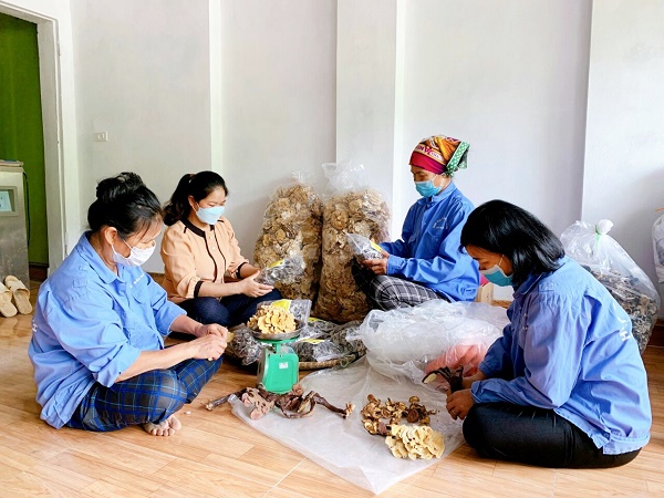 Phát triển, nâng cao hiệu quả kinh tế hợp tác xã