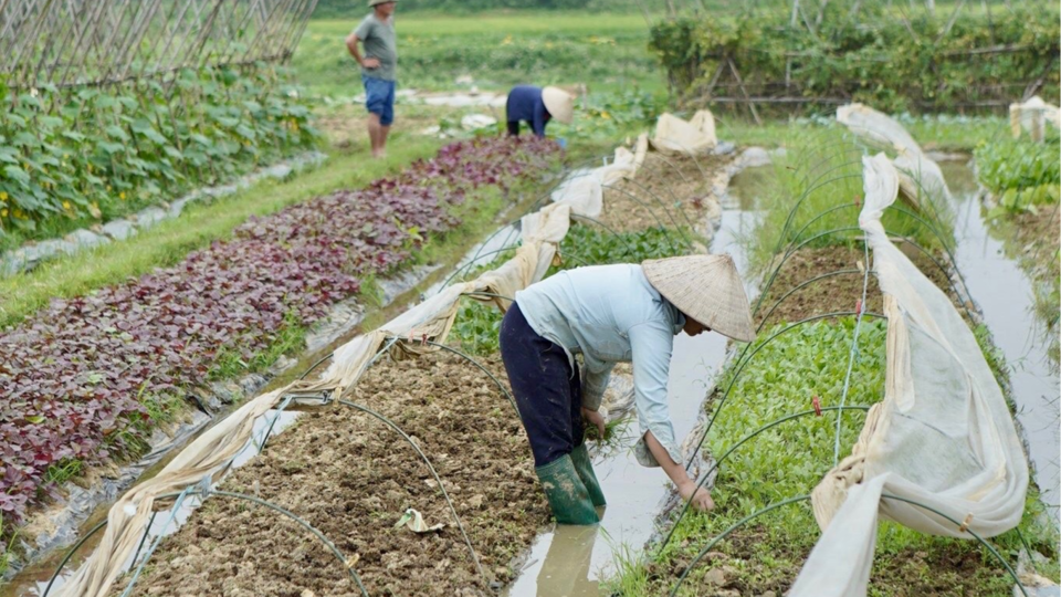 Huyện Sóc Sơn liên kết phát triển vùng rau hữu cơ
