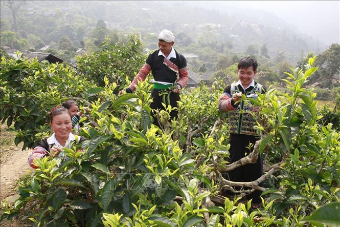 Hỗ trợ hợp tác xã ứng dụng thương mại điện tử