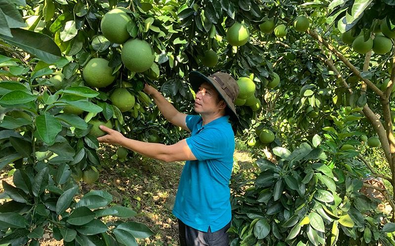 Giải quyết bài toán liên kết sản xuất