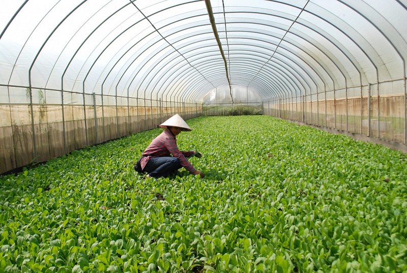 Hà Nội: Tạo điều kiện phát triển hợp tác xã