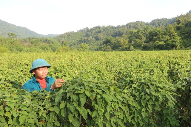 Phát triển cây dược liệu gắn với chế biến và tiêu thụ sản phẩm cho đồng bào