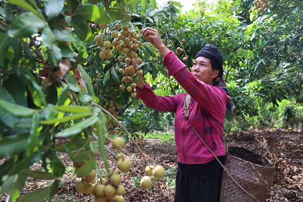 Sơn La khai thác lợi thế, mở rộng vùng sản xuất nông sản tập trung