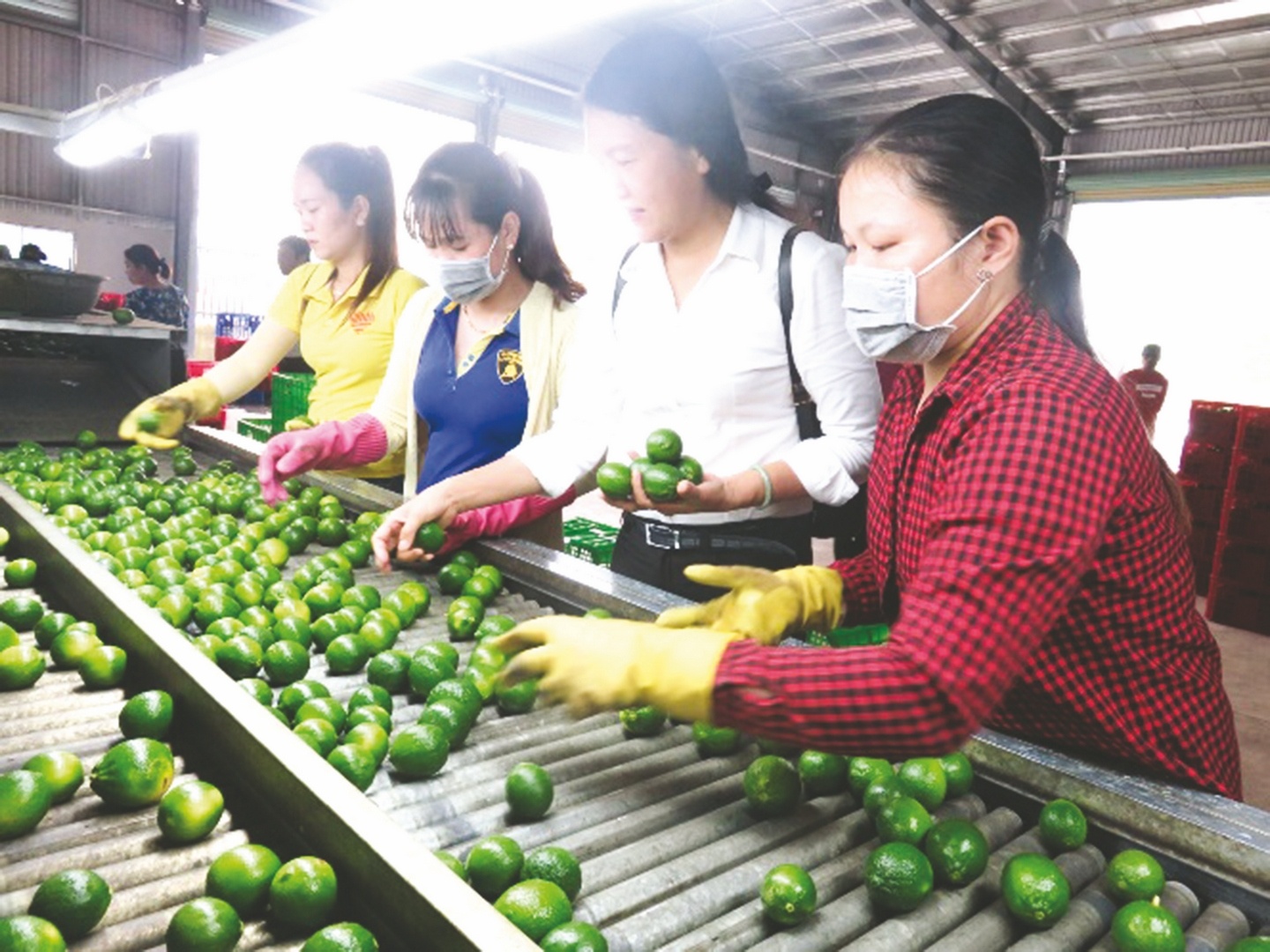 Dùng kiểm toán để khơi dòng tín dụng hợp tác xã