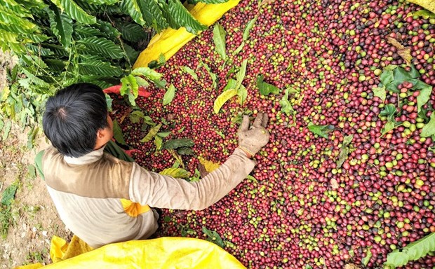 Cơ hội để cà phê Việt thâm nhập sâu vào thị trường châu Phi