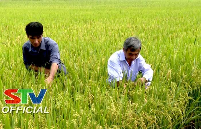 Phát huy vai trò kinh tế hợp tác trong xây dựng Nông thôn mới