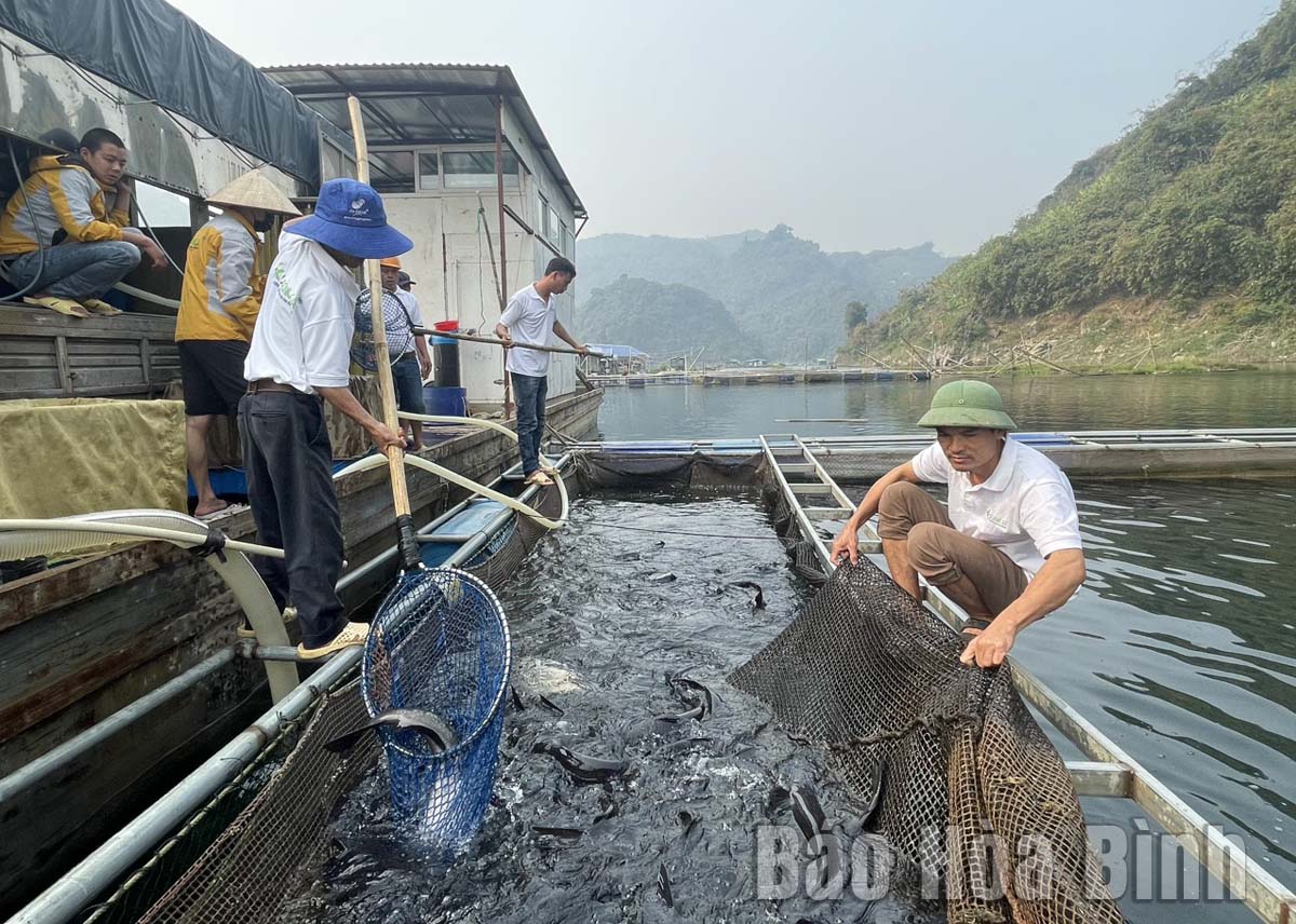Hỗ trợ sản xuất theo chuỗi - cơ hội cho hợp tác xã ngành hàng cá phát triển