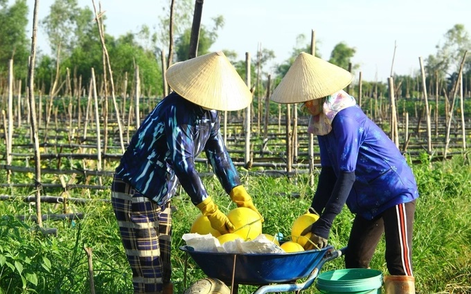 Nhiều hợp tác xã hình thành chuỗi liên kết sản xuất
