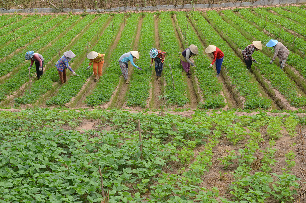 Nâng cao giá trị sản phẩm trên thị trường, tìm đầu ra ổn định