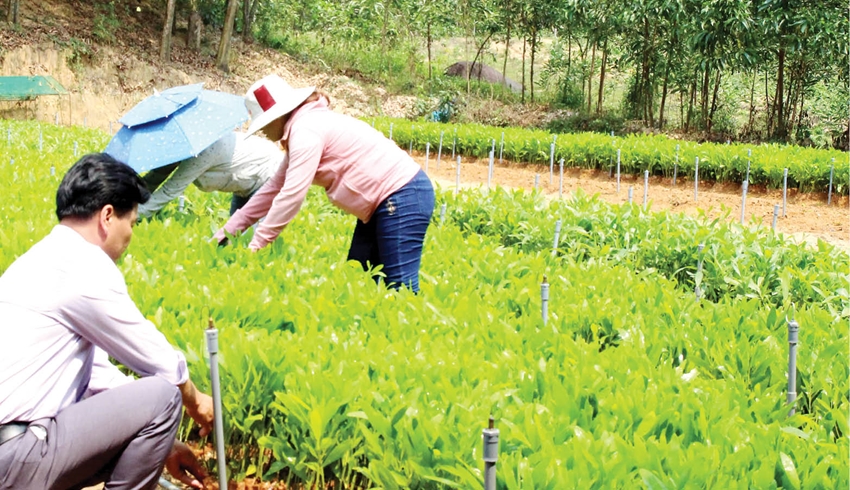 Gỡ khó để phát triển tổ chức đảng trong các hợp tác xã
