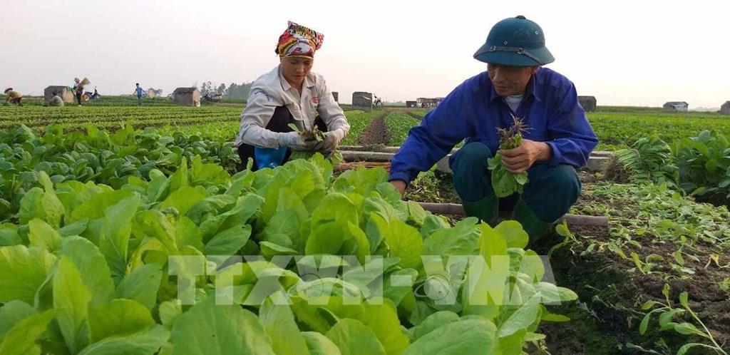 Chính sách hỗ trợ cụ thể tạo đà cho hợp tác xã bứt phá