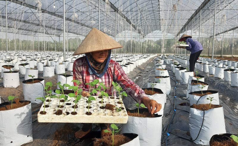Hà Nội: Nhiều chính sách hỗ trợ hợp tác xã do phụ nữ tham gia quản lý