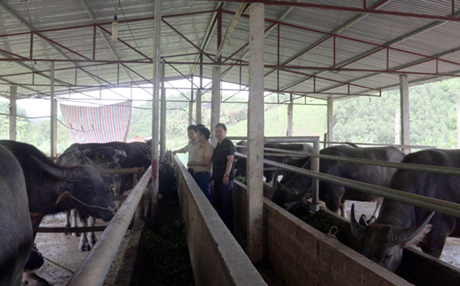 Yên Bái: Chính sách tạo đà cho hợp tác xã phát triển