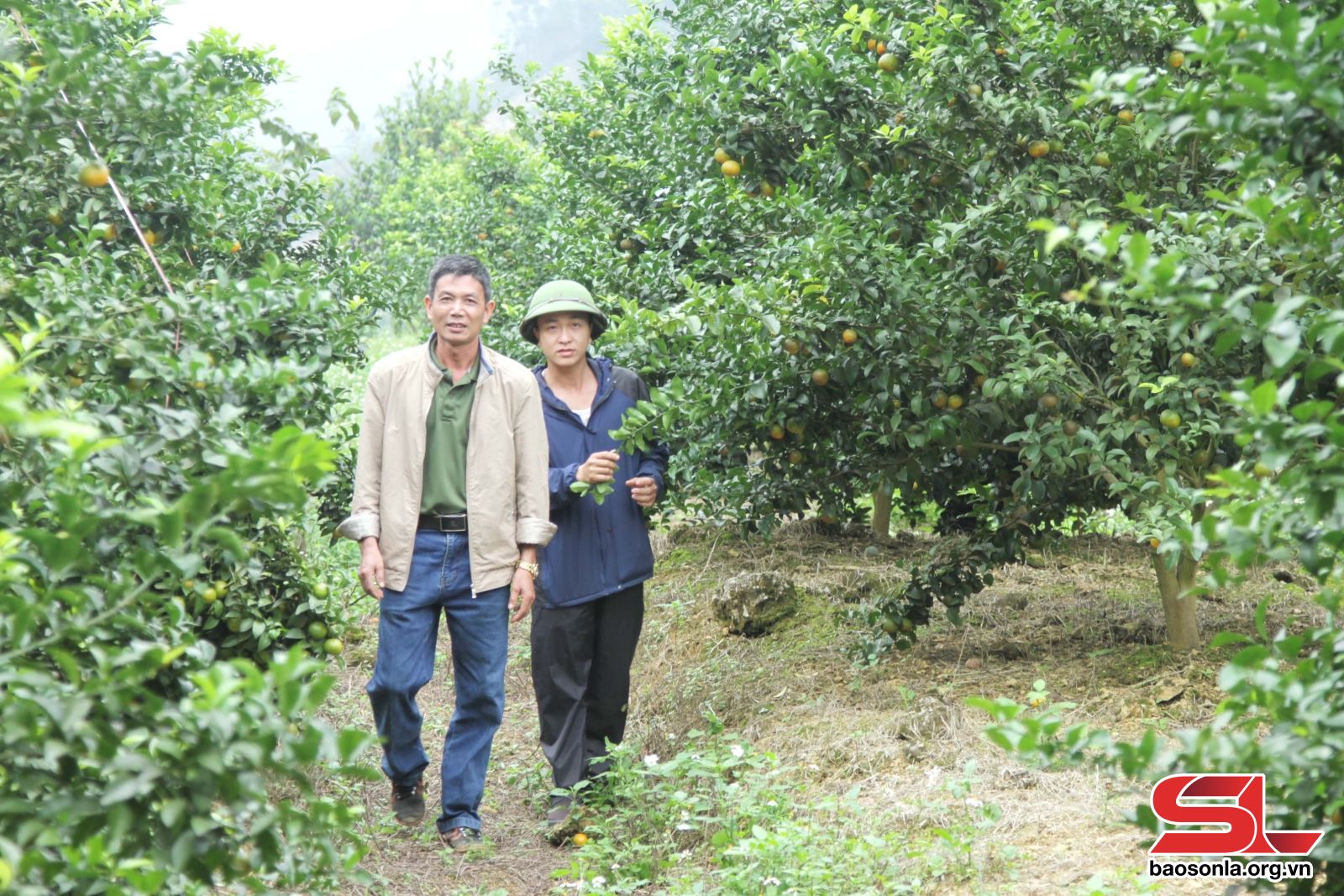 Phù Yên hỗ trợ các hợp tác xã phát triển