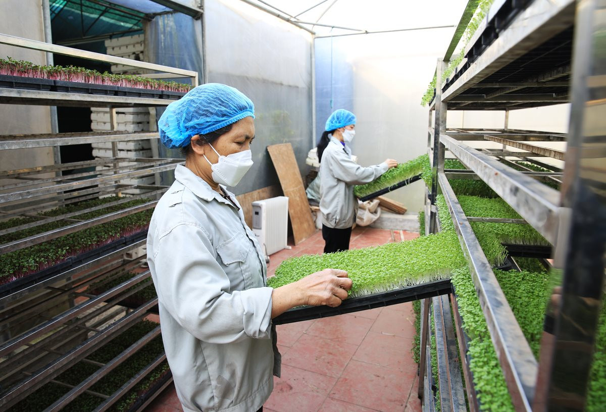 Kinh tế tập thể Hà Nội kỳ vọng bứt phá