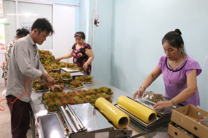 Bến Tre ưu tiên hỗ trợ phát triển mô hình hợp tác xã nông nghiệp kiểu mới