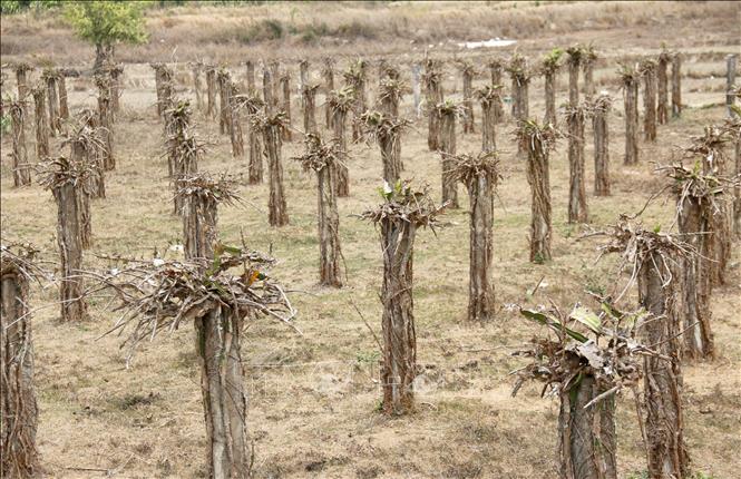 Hơn 6.800 ha cây trồng của Bình Thuận bị ảnh hưởng khô hạn