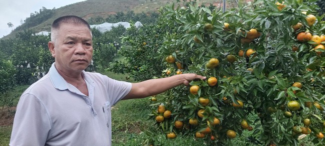 Bỏ cai vàng, về quê “thu vàng” ở trang trại cam trên núi