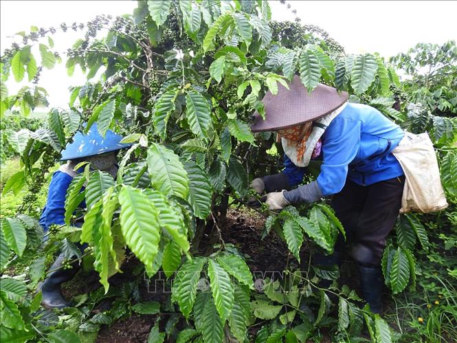 Gia Lai phát triển thương hiệu cà phê đặc sản