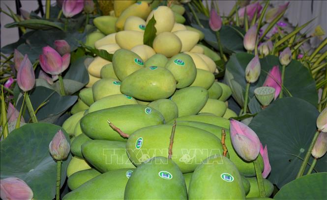 Cải tiến sản xuất để nâng cao chuỗi giá trị xoài