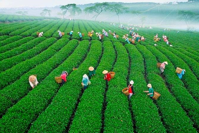 Xanh lại vùng chè trọng điểm Yên Bái