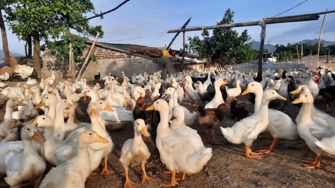Phát triển các giống vật nuôi có lợi thế về năng suất và giá trị
