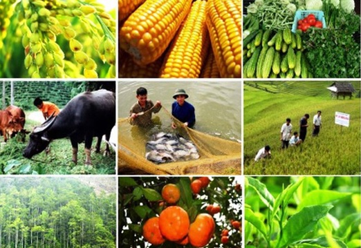 Đẩy mạnh hợp tác, liên kết trong sản xuất và tiêu thụ sản phẩm nông nghiệp