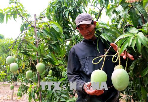Tăng cường quản lý mã vùng trồng, đẩy mạnh xuất khẩu nông sản