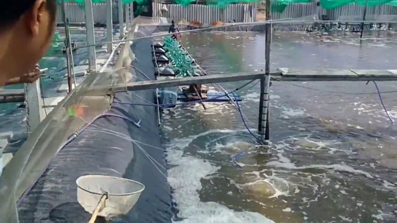  Hợp tác xã Thuận Yến (H. Cần Giờ, TP.HCM) bỏ tiền tỉ lót bạt nuôi tôm