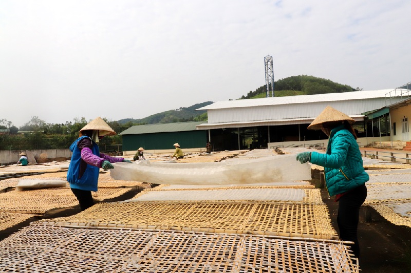 Thúc đẩy sản phẩm OCOP chủ lực ở Bình Liêu
