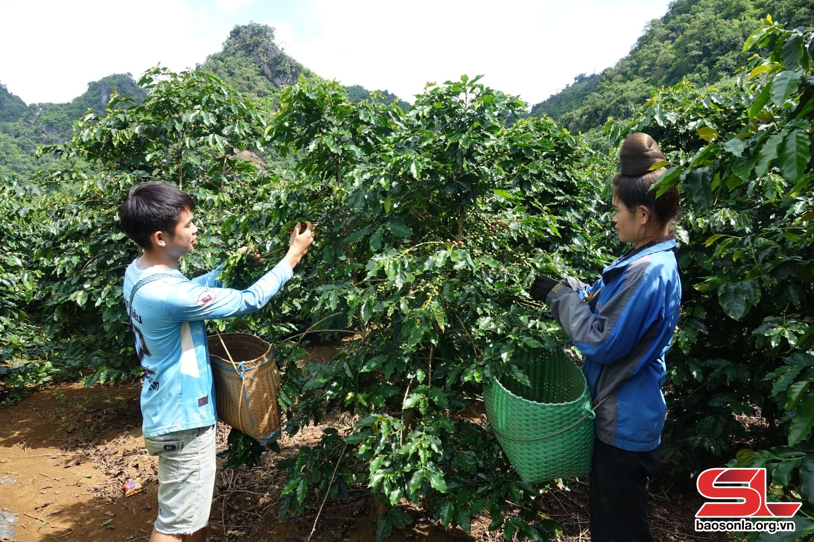 Sơn La: Chiềng Ve nỗ lực giảm nghèo