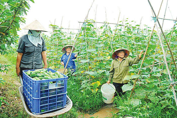 Hải Dương: Hồng Lạc phát triển mạnh mẽ theo hướng văn minh, hiện đại