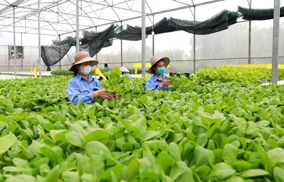 Đề xuất nới tiêu chí thụ hưởng chính sách hỗ trợ hợp tác xã